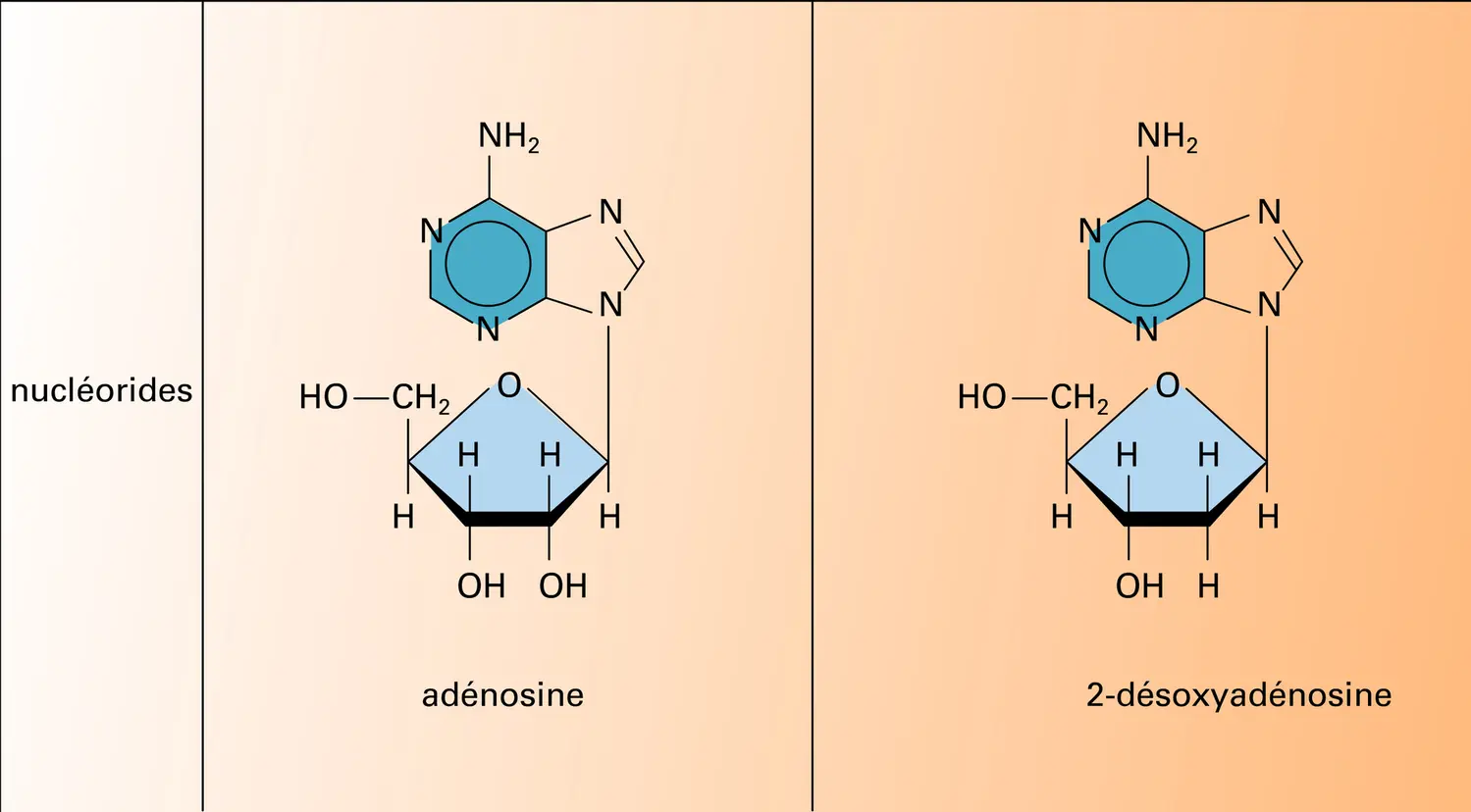 Nucléosides et nucléotides dérivés de l'adénine - vue 1