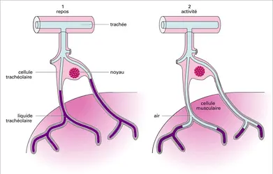 Régulation des échanges respiratoires - crédits : Encyclopædia Universalis France