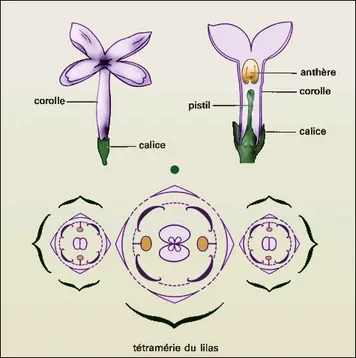 Tétramérie du lilas