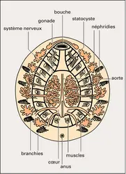 Neopilina : représentation schématique - crédits : Encyclopædia Universalis France