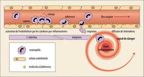 Les mouvements des cellules de l’inflammation
 - crédits : Encyclopædia Universalis France