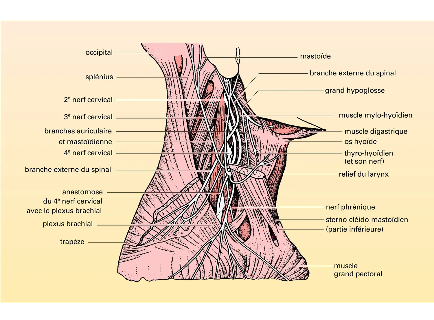 Plexus cervical et gros vaisseaux du cou - vue 1