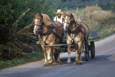 Cultivateurs amish - crédits : Dennis MacDonald/ Age Fotostock