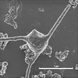 <em>Prometheoarchaeum synthrophicum</em> - crédits : H. Imachi, M.K. Nobu, JAMSTEC