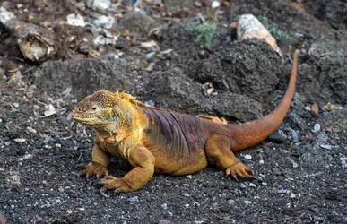 Iguane terrestre des Galapagos - crédits : Gunter Fischer/ Education Images/ Universal Images Group/ Getty Images
