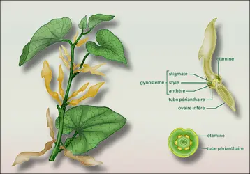 Aristolochia - crédits : Encyclopædia Universalis France