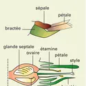 Ananas comosus : structure de la fleur - crédits : Encyclopædia Universalis France