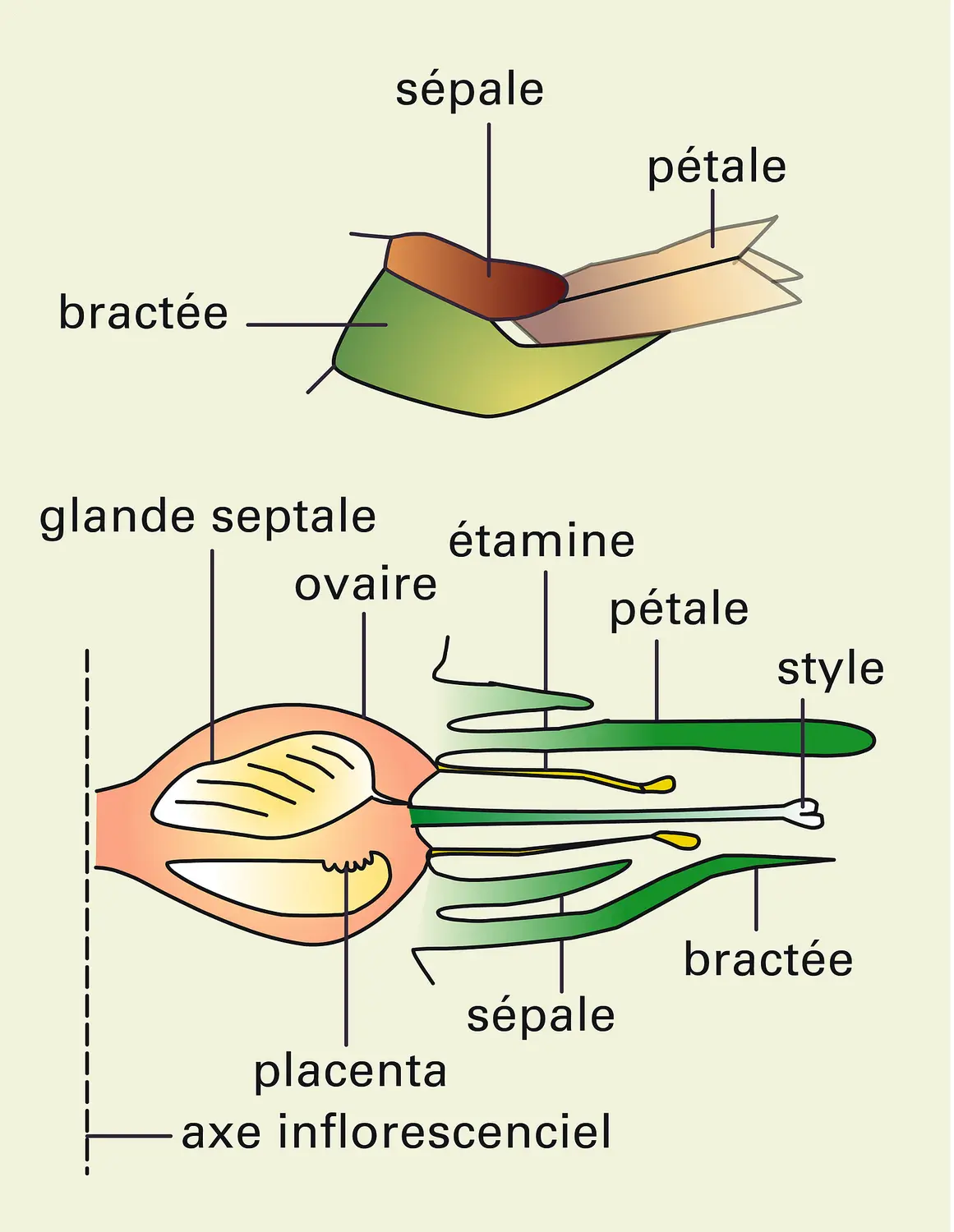 Ananas comosus : structure de la fleur