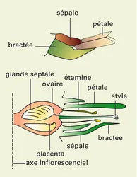 Ananas comosus : structure de la fleur - crédits : Encyclopædia Universalis France