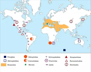 Crucifères : Répartition géographique - crédits : Encyclopædia Universalis France