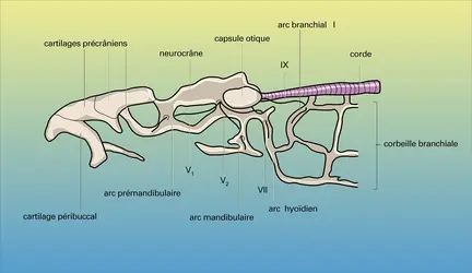 Lamproie : squelette de la région céphalique - crédits : Encyclopædia Universalis France