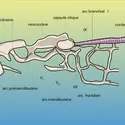 Lamproie : squelette de la région céphalique - crédits : Encyclopædia Universalis France