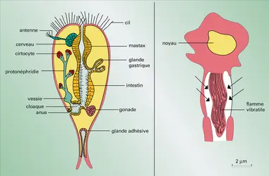 Protonéphrides des Acœlomates - crédits : Encyclopædia Universalis France