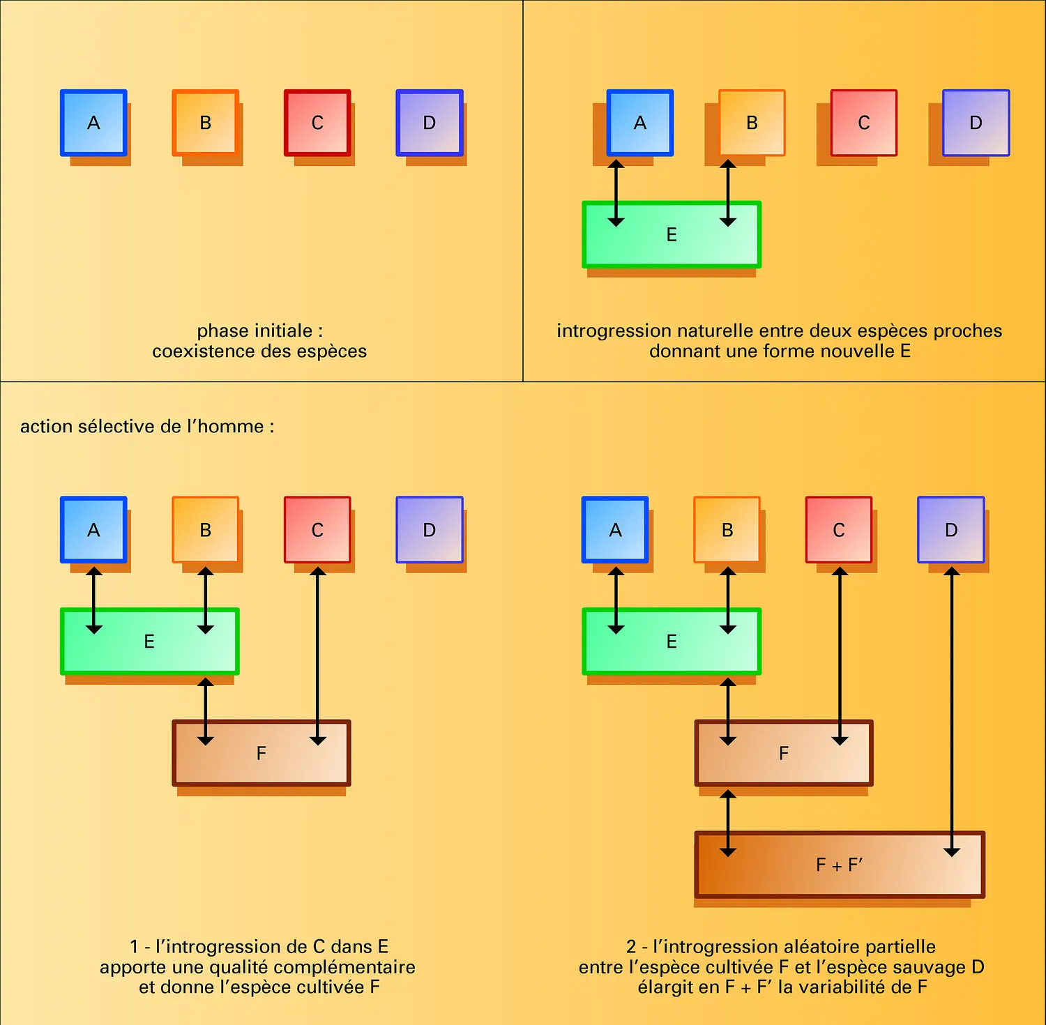 Introgression : conséquences