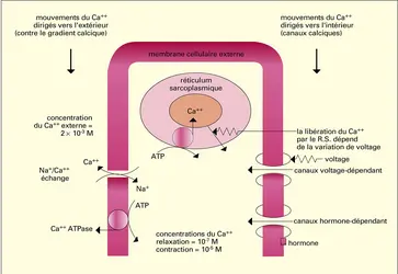 Rôle de l'ion calcium dans la contraction - crédits : Encyclopædia Universalis France