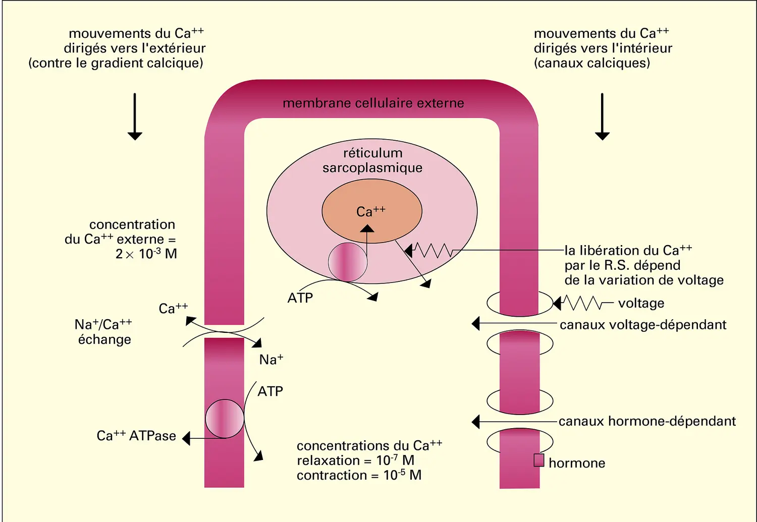 Rôle de l'ion calcium dans la contraction