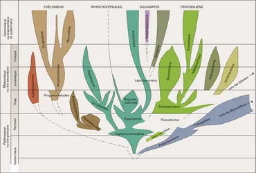 Arbre généalogique - crédits : Encyclopædia Universalis France