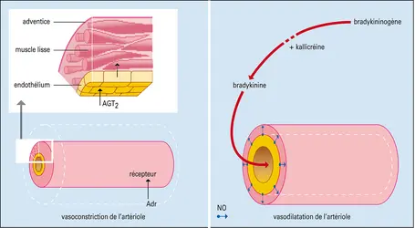 Vasomotricité artériolaire - crédits : Encyclopædia Universalis France