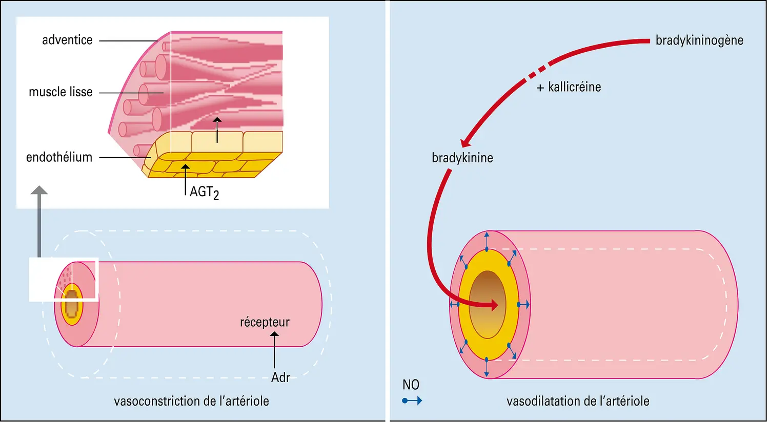 Vasomotricité artériolaire