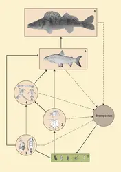 Réseau trophique partiel d'un lac - crédits : Encyclopædia Universalis France
