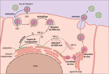 Cycle réplicatif du virus de l’hépatite C - crédits : Encyclopædia Universalis France