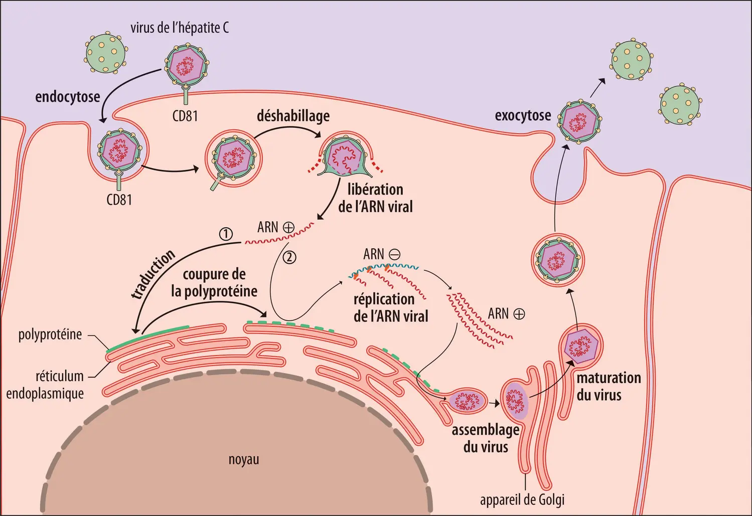 Cycle réplicatif du virus de l’hépatite C