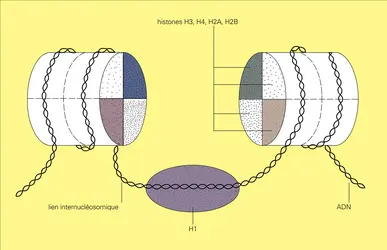 Nucléosomes - crédits : Encyclopædia Universalis France