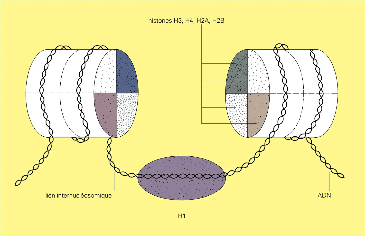 Nucléosomes