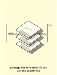 Complexes polynucléaires - crédits : Encyclopædia Universalis France