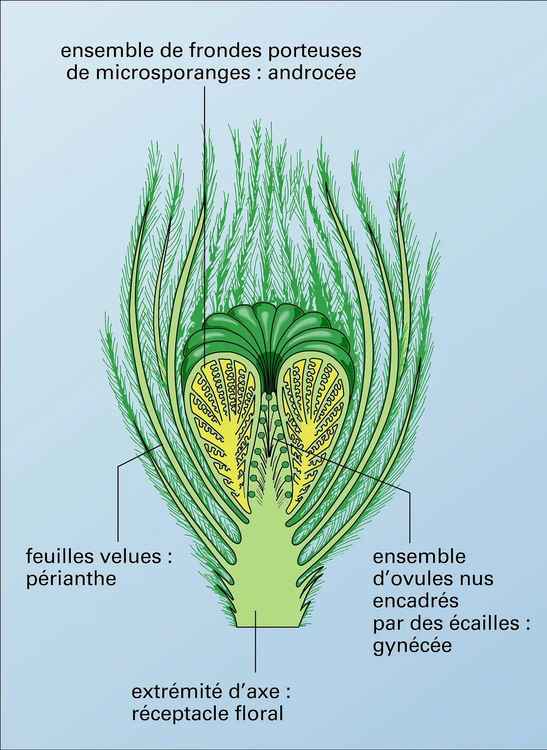 Gymnospermes (structure florale)