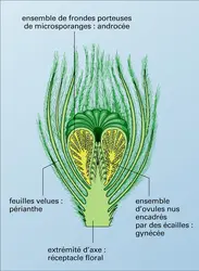 Gymnospermes (structure florale) - crédits : Encyclopædia Universalis France