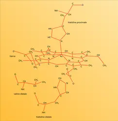 Liaison chimique des atomes - crédits : Encyclopædia Universalis France
