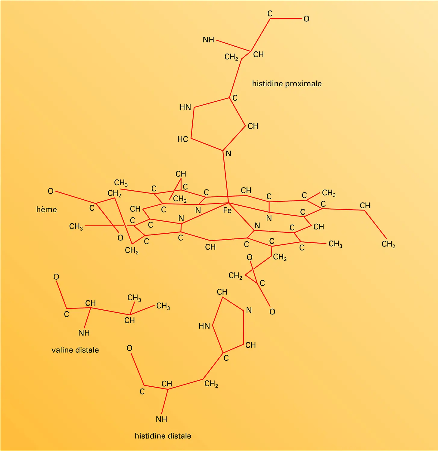 Liaison chimique des atomes