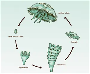 Aurelia aurita - crédits : Encyclopædia Universalis France