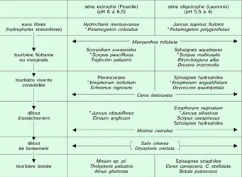 Évolution de deux séries turficoles - crédits : Encyclopædia Universalis France