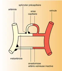 Unité fonctionnelle capillaire - crédits : Encyclopædia Universalis France