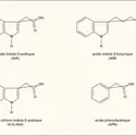 Auxines : structure chimique - crédits : Encyclopædia Universalis France