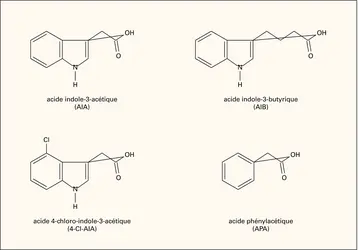 Auxines : structure chimique - crédits : Encyclopædia Universalis France