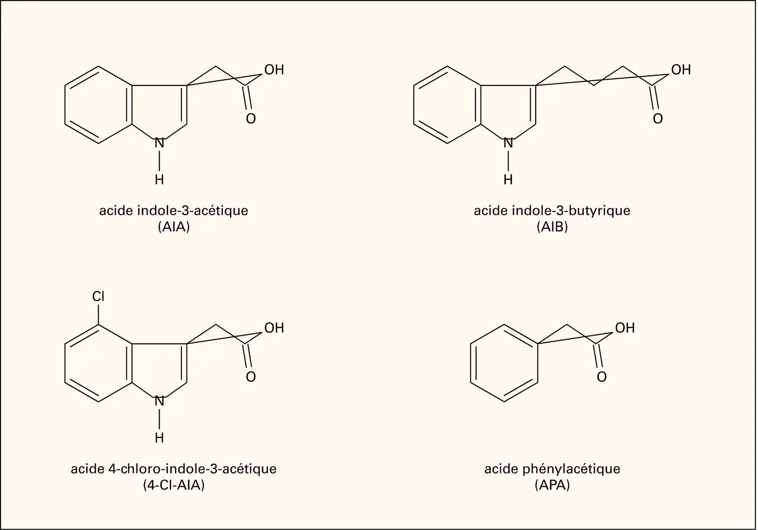 Auxines : structure chimique