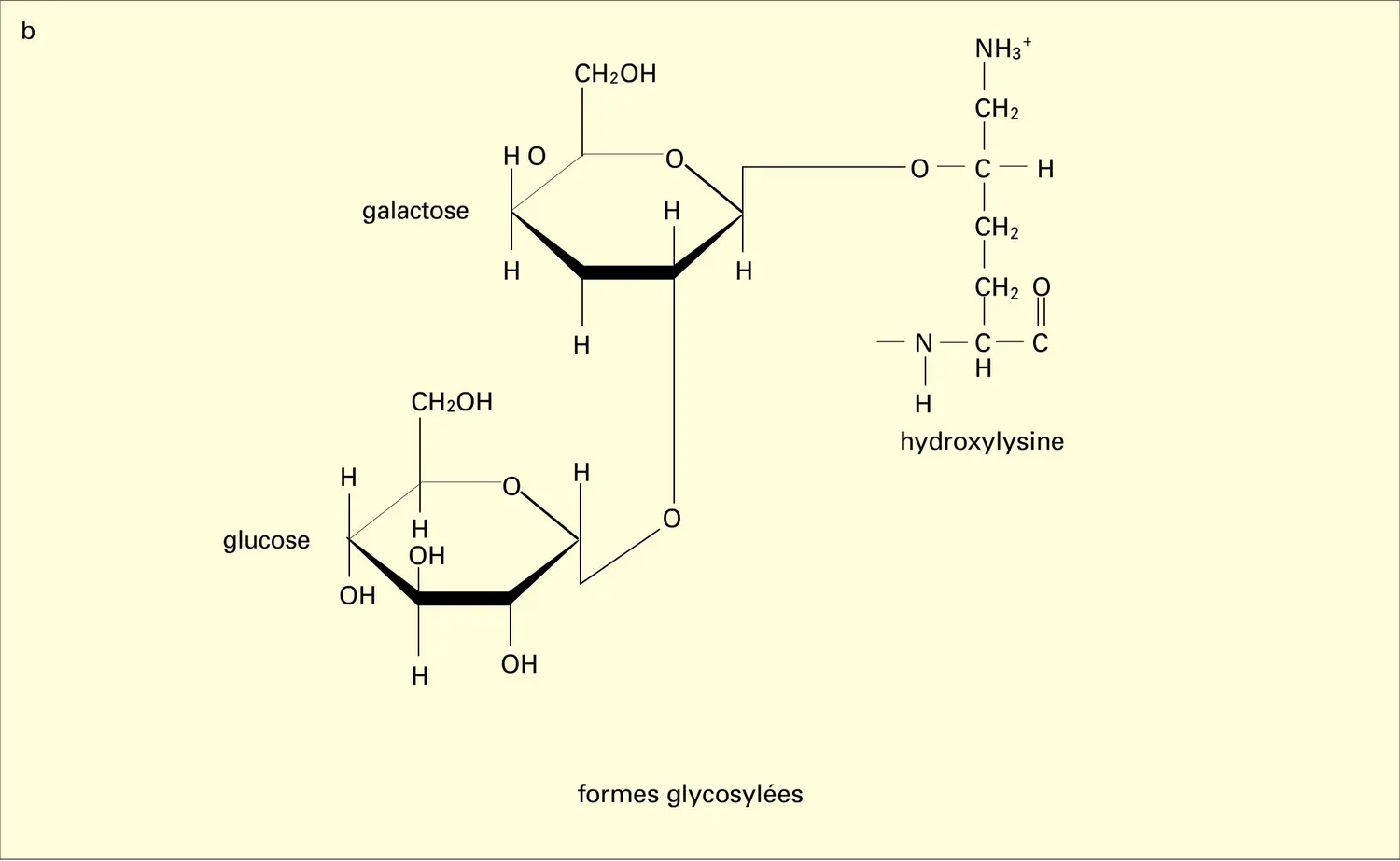 Amino-acides particuliers et formes glycosylées - vue 2