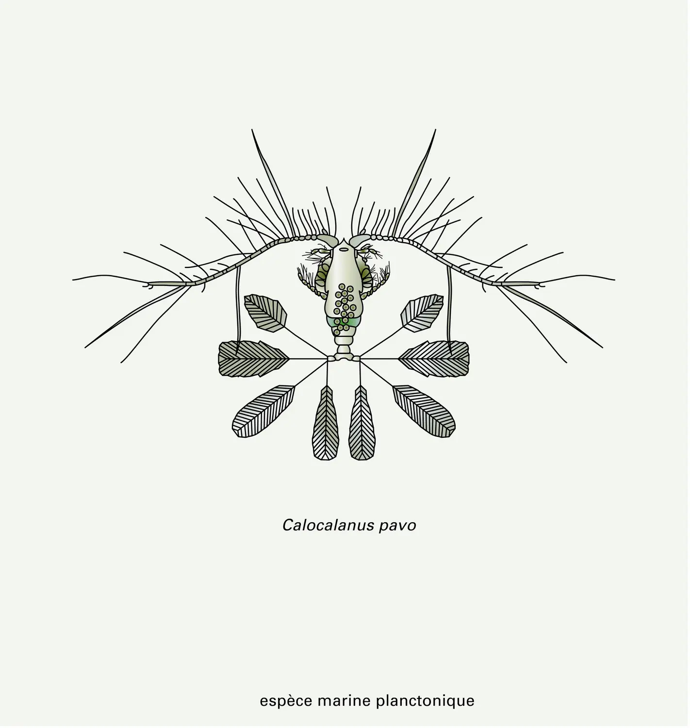 Copépodes : quelques espèces libres - vue 3