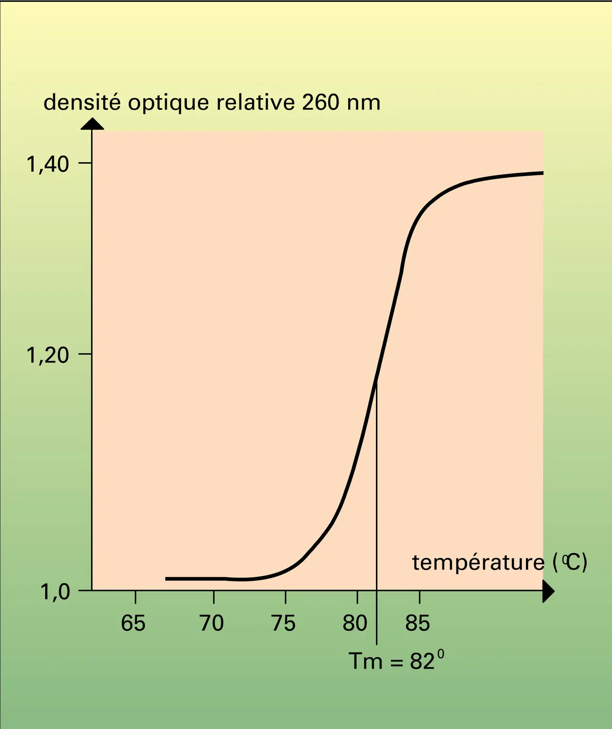 Température de fusion de l'ADN - vue 1