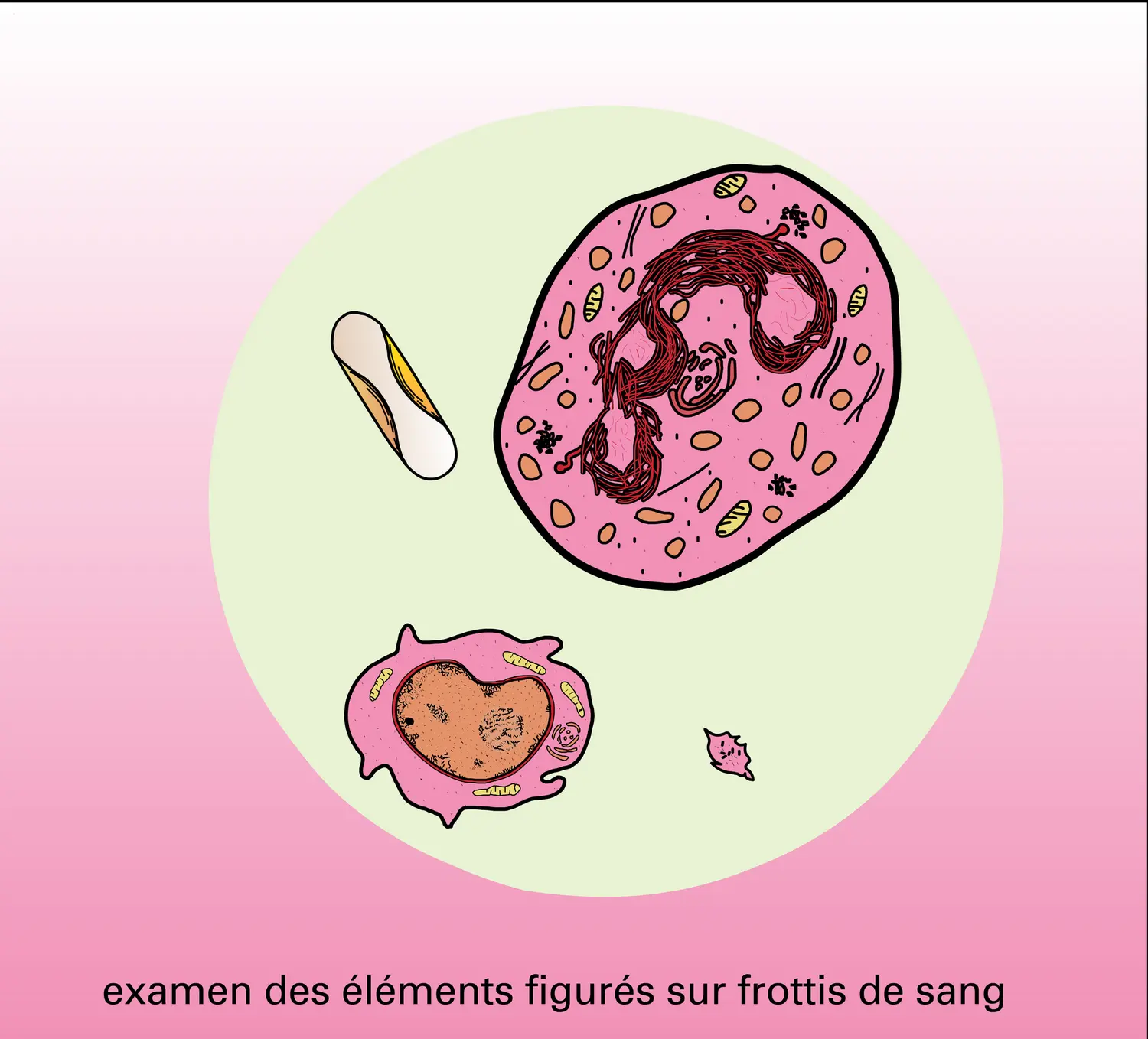 Ultrastructure de quelques éléments - vue 5