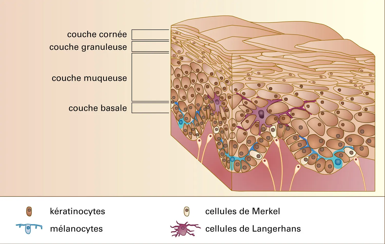 Structure microscopique de l’épiderme