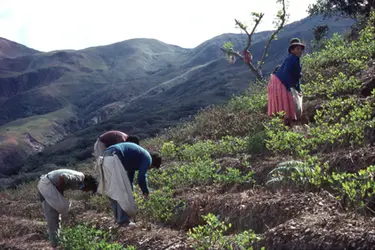 Culture de la coca - crédits : Alain Labrousse