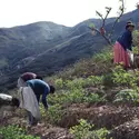 Culture de la coca - crédits : Alain Labrousse