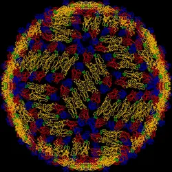 virus de la dengue