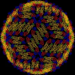 Architecture du virus de la dengue - crédits : The Scientist Journal Magazine