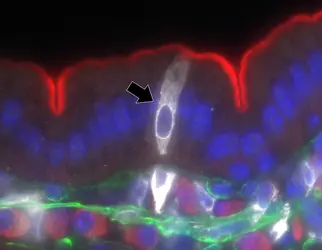 Cellule tuft au sein de la muqueuse intestinale - crédits : Institut de génomique fonctionnelle