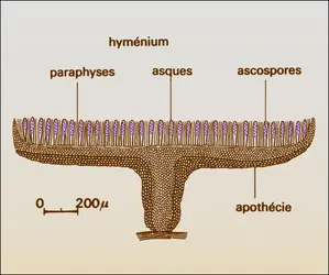 Discomycète - crédits : Encyclopædia Universalis France